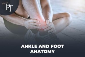 Comprehensive Therapeutic Guide to Ankle and Foot Anatomy